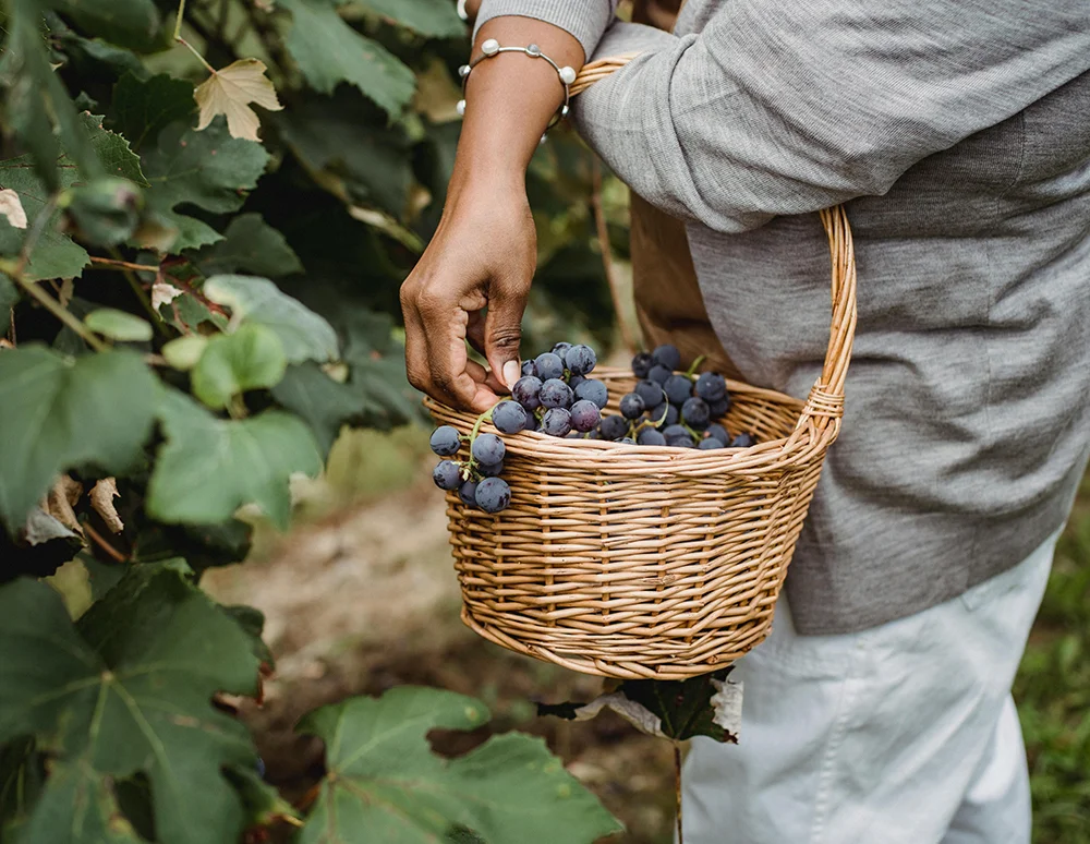 Hái việt quất bằng tay