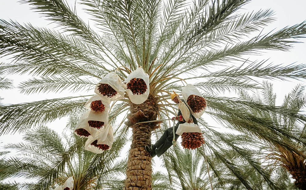 Mùa thu hoạch cọ