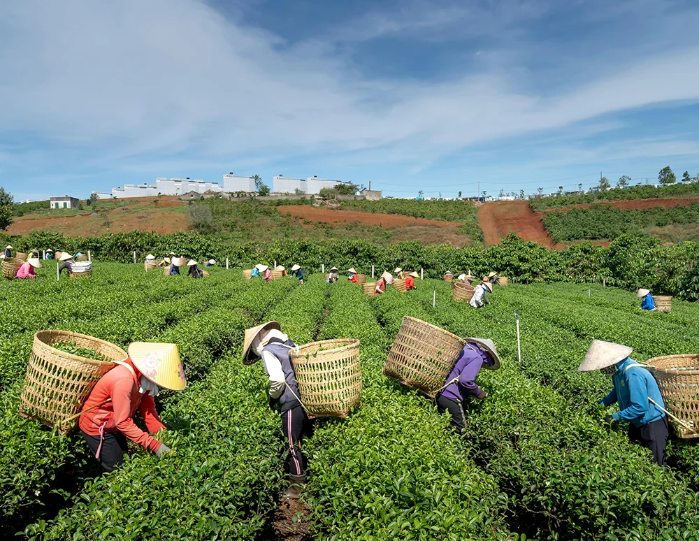 Trang trại dâu tây ở vùng cao