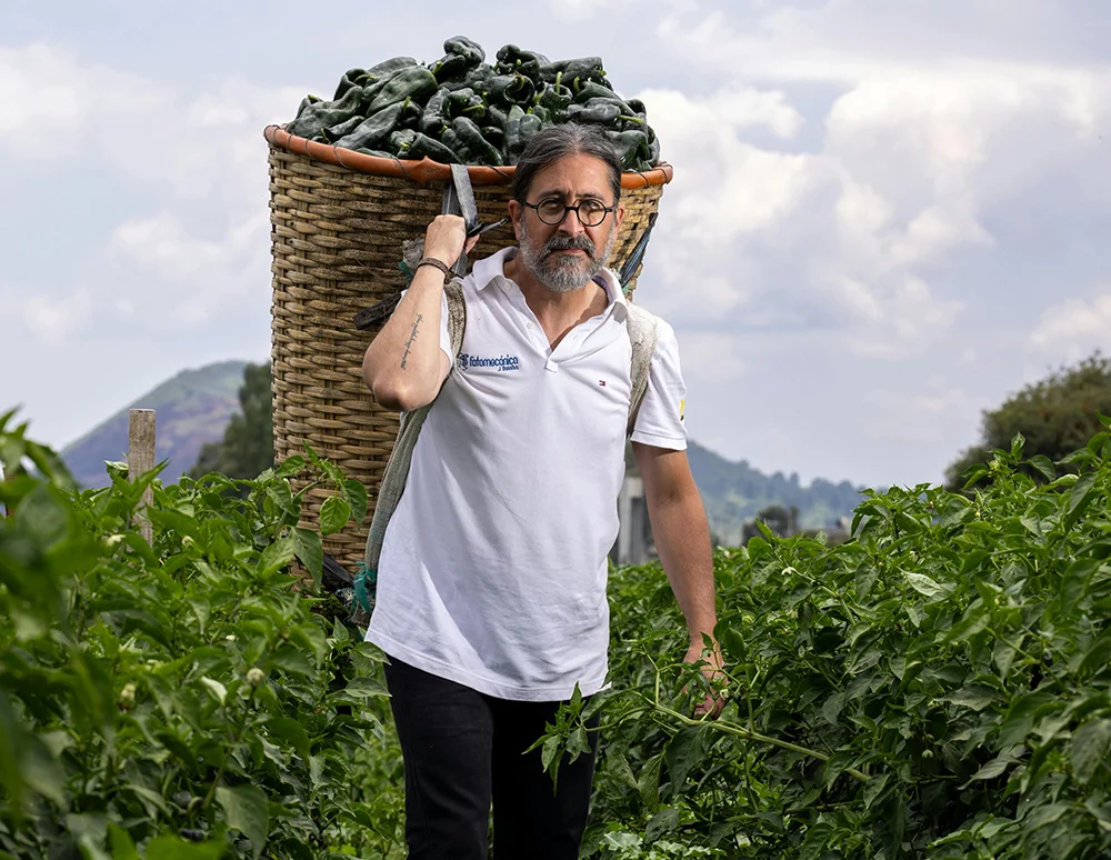 Dưa chuột hữu cơ tươi