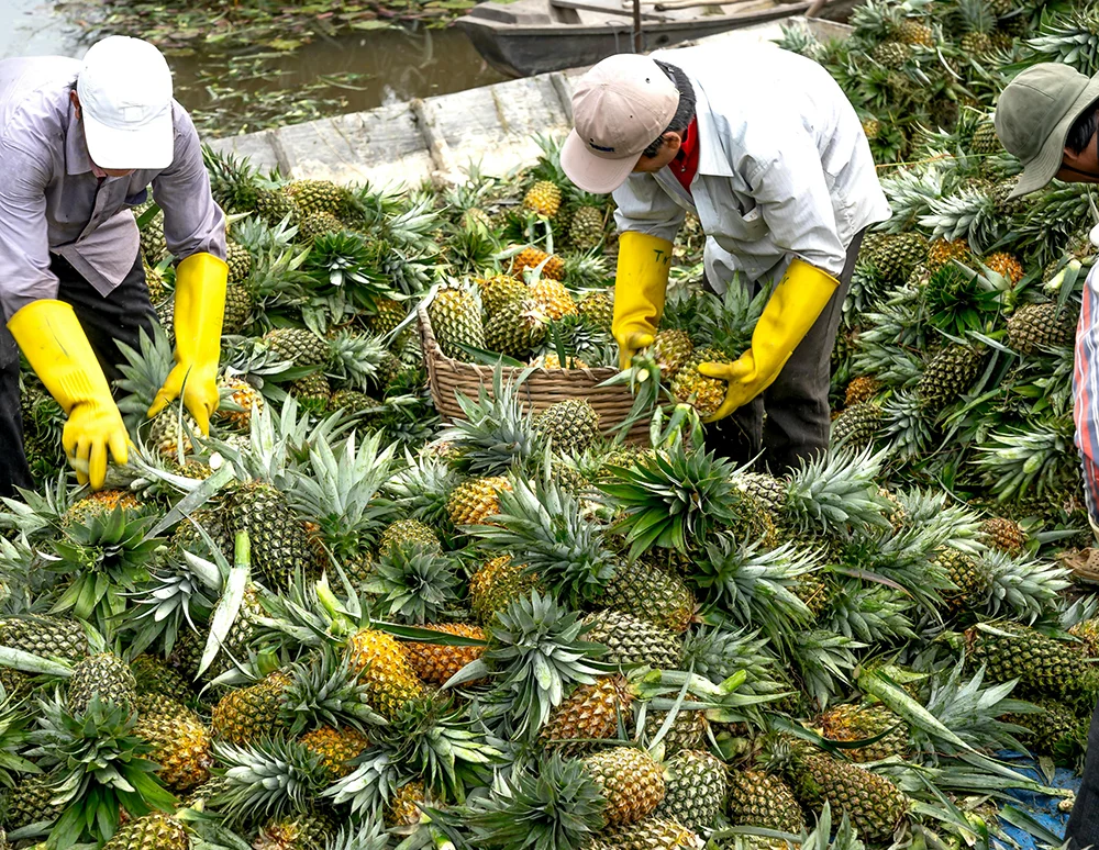 Đội thu hoạch dứa